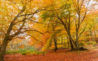 Обои осень, nature, парк, park, forest, tree, leaves, yellow, деревья, autumn, мост, листья