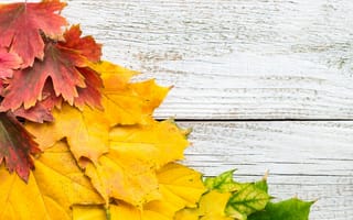Картинка осень, клен, leaves, autumn, colorful, maple, wood, yellow, листья