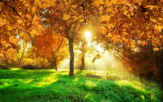 Обои осень, листья, tree, leaves, парк, park, forest, деревья, мост, yellow, autumn, sunlight, nature