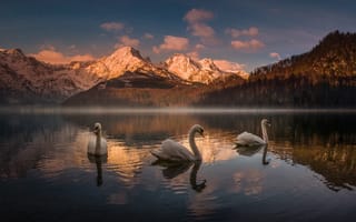Картинка горы, Almsee, озеро, Австрия, лебеди