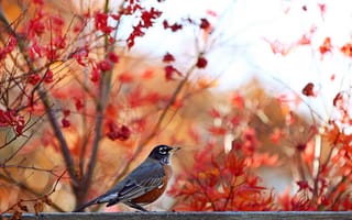 Картинка птица, осень, природа