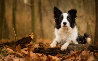 Картинка собака, осень, бревно, листья