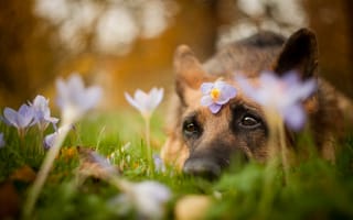 Картинка собака, природа, лето, цветы, друг, взгляд