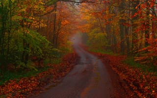 Картинка дорога, осень, Англия, деревья, лес