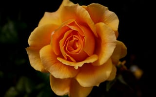 Картинка темный фон, роза, цветок, оранжевая