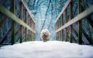Картинка Гаванский бишон, собака, снег, мост, зима