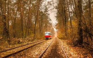 Картинка трамвай, листья, осень, линии электропередачи, лес