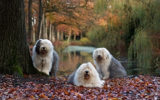 Картинка осень, природа, собаки
