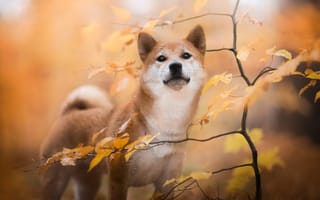 Картинка осень, сиба-ину, животное, деревце, ветки, листья, собака, природа, пёс