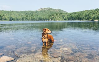 Обои собака, зеркало, горы, берег озера, камни, отражение, коряги, озеро