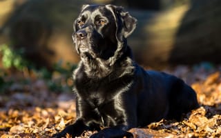 Картинка Лабрадор-ретривер, листья, собака