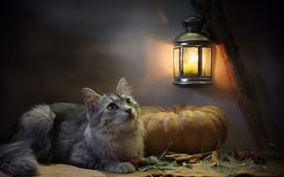 Картинка кошка, листья, кот, тыква, свеча, взгляд, фонарь, свет, Ковалёва Светлана, мешковина, Светлана Ковалёва, животное