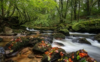 Картинка река, камни, деревья, листья, лес