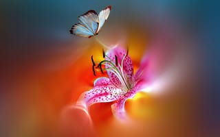 Картинка бабочка, краски, стилизация, цветок, Josep Sumalla, яркая, пестрая, красивая