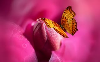 Картинка бабочка, цветок, Josep Sumalla, стилизация, краски, сердце