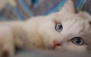 Картинка Рэгдолл, мордочка, кошка, взгляд, голубые глаза