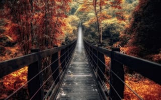 Обои лес, мост, Китай, осень