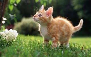 Картинка котенок, лужайка, рыжий, трава, взгляд