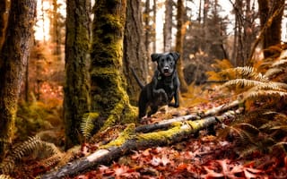 Картинка чёрная собачка, осень, лес