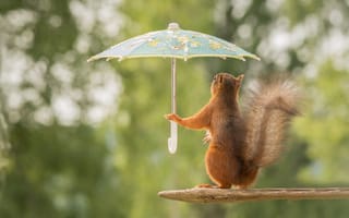 Картинка squirrel, pose, branch, umbrellas