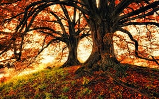 Картинка осень, листва, природа, деревья