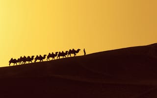Картинка desert, person, dune, camels