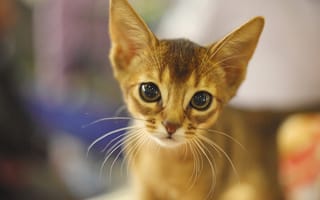 Картинка взгляд, мордочка, Абиссинская кошка, котёнок