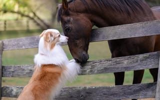 Картинка конь, Австралийская овчарка, собака, Аусси, забор, лошадь, друзья, дружба