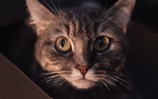 Картинка кошка, портрет, взгляд, Владимир Васильев, мордочка