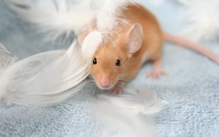 Картинка взгляд, мышь, мышка, покрывало, мордочка, голубой, перья