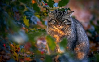 Картинка взгляд, листья, лесной кот, дикая кошка