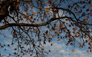 Картинка осень, небо, ветки, облака, дерево, листья