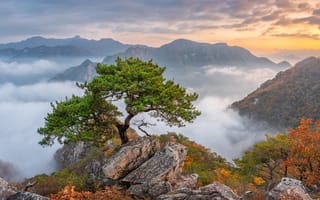 Картинка осень, Южная Корея, деревья, сосна, горы, Bukhansan National Park, South Korea, Национальный парк Пукхансан