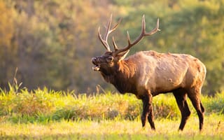 Картинка поле, осень, олень, лес, трава, природа, свет