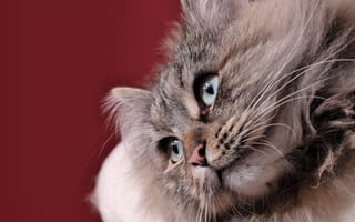 Картинка взгляд, мордочка, Сибирская кошка