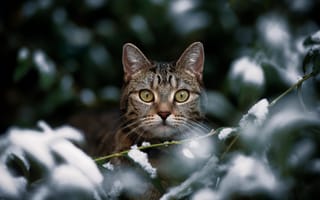 Картинка кошка, мордочка, снег, котейка, ветки, взгляд