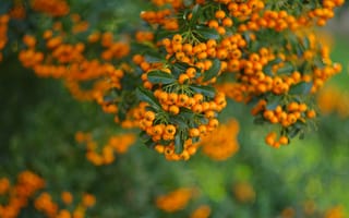 Картинка осень, оранжевый, природа, ягоды, много, ветки, плоды