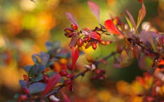 Картинка осень, листья, свет, ягоды, ветки, оранжевый, красный, желтый