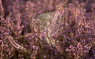 Картинка свет, цветы, паутинка, розовые, боке, вереск, паутина, природа