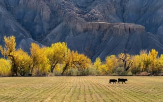 Картинка поле, осень, горы, деревья, желтый, полосы, скалы, природа
