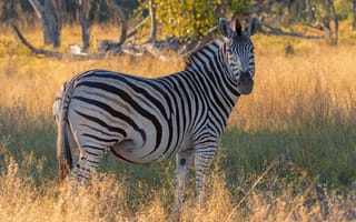 Картинка трава, взгляд, морда, деревья, зебра, поляна