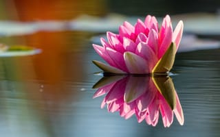 Картинка цветок, симметрия, отражение, пруд, розовая, лепестки, нимфея, кувшинка, водоем, природа, водяная лилия, зеркальное, свет, озеро, вода