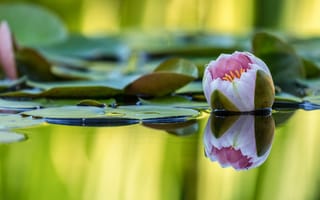 Картинка цветок, нимфея, водяная лилия, бутон, розовая, озеро, отражение, водоем, природа, кувшинка, пруд, листья, размытый, вода