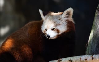 Картинка морда, свет, блики, темный, красная панда, портрет, сидит, деревья