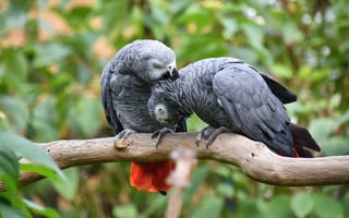 Картинка поза, серый, листва, парочка, попугай, две, птица, пара