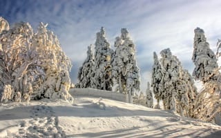 Картинка Harz National Park, зима, Германия, снег, Germany, Национальный парк Гарц, деревья