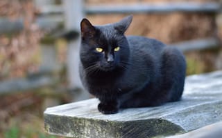 Картинка кошка, размытый, черный, боке, деревянная, желтые глаза, забор, морда, скамейка, двор, сидит, кот, портрет, взгляд, доска