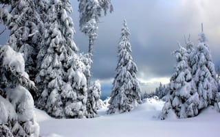 Картинка Harz National Park, зима, Germany, Национальный парк Гарц, снег, Германия, деревья