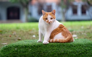 Картинка кошка, окна, поза, морда, пятнистый, трава, взгляд, рыжий, сидит, поляна, дом, газон, кот, лужайка