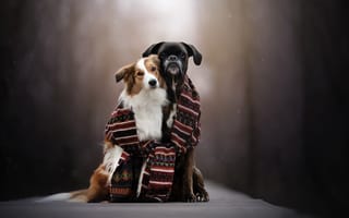 Картинка собаки, шарф